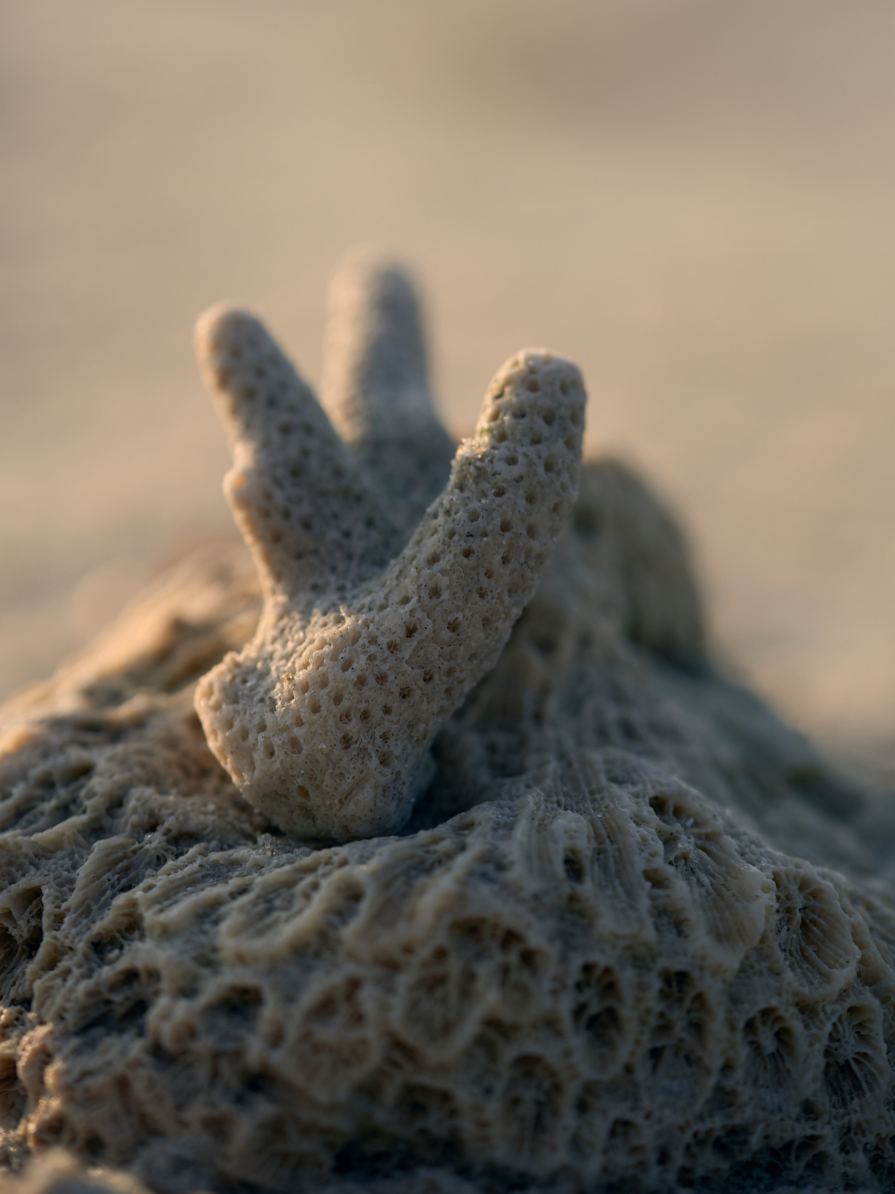 A close-up of a small, pale, branching piece of coral resting on a larger textured coral rock against a blurred sandy background.