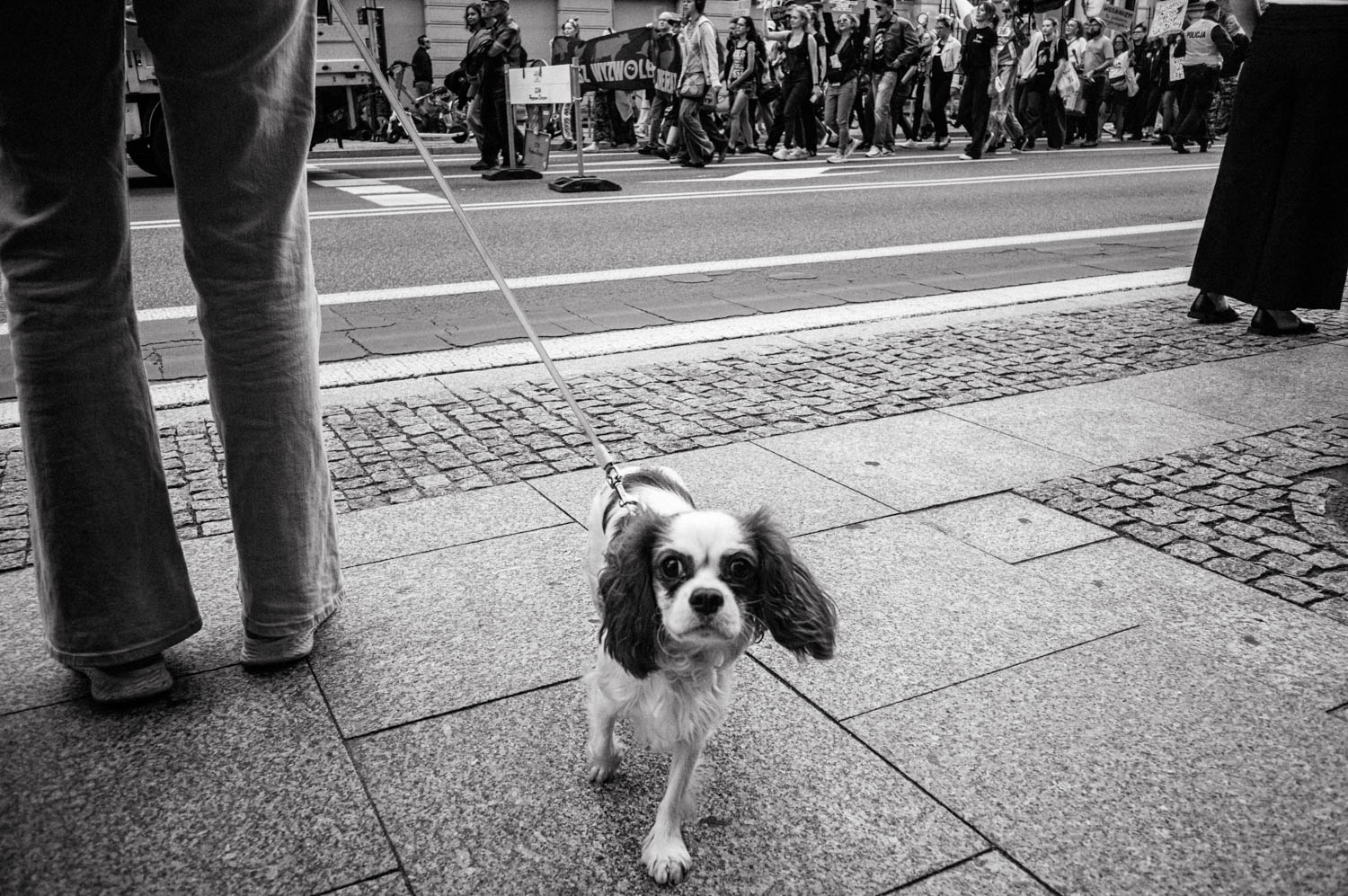A wee dog in the foreground, an animal rights march in the background. The dog has eye contact with the camera and is raging!