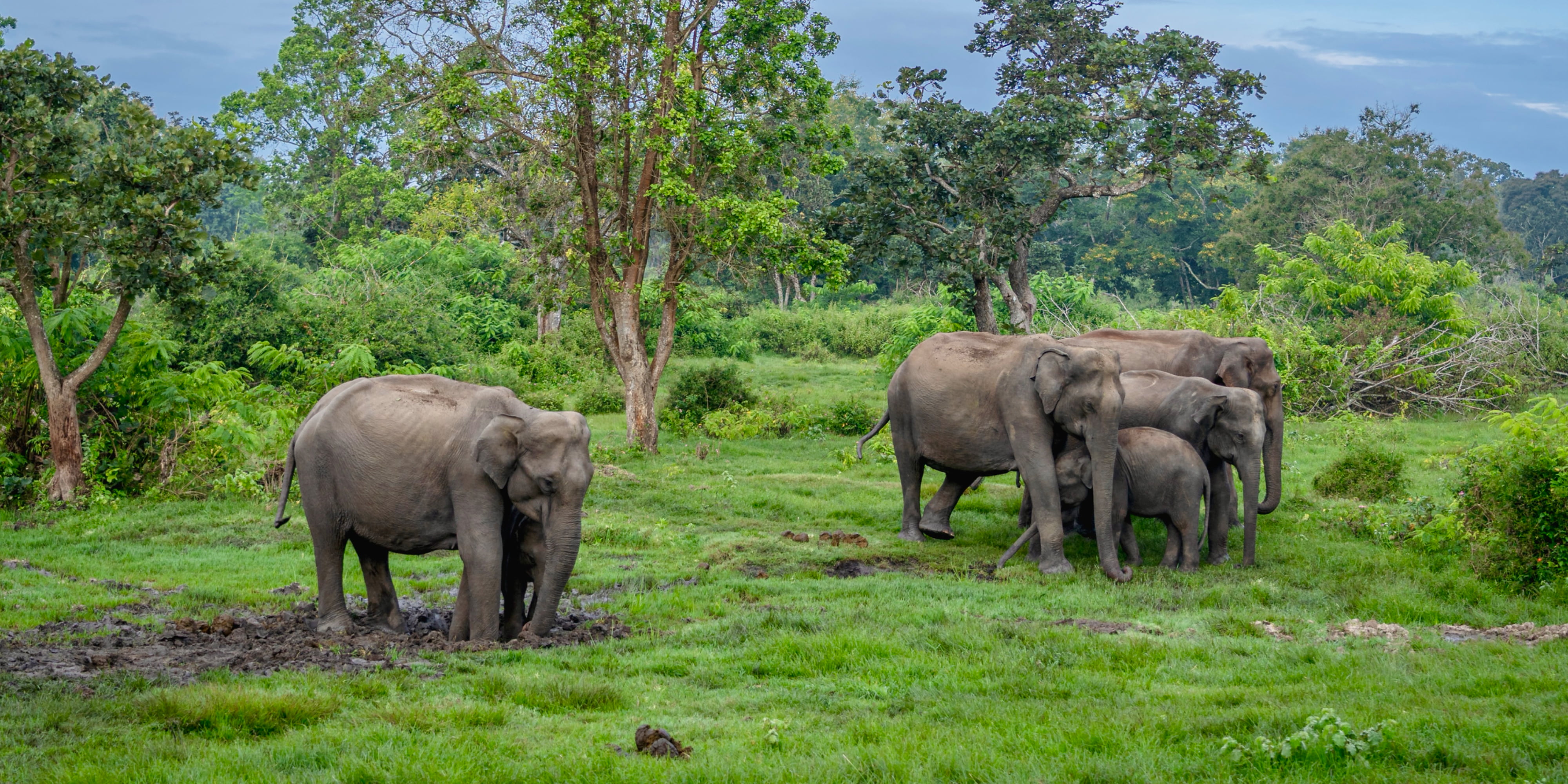 A group of elephants with calves