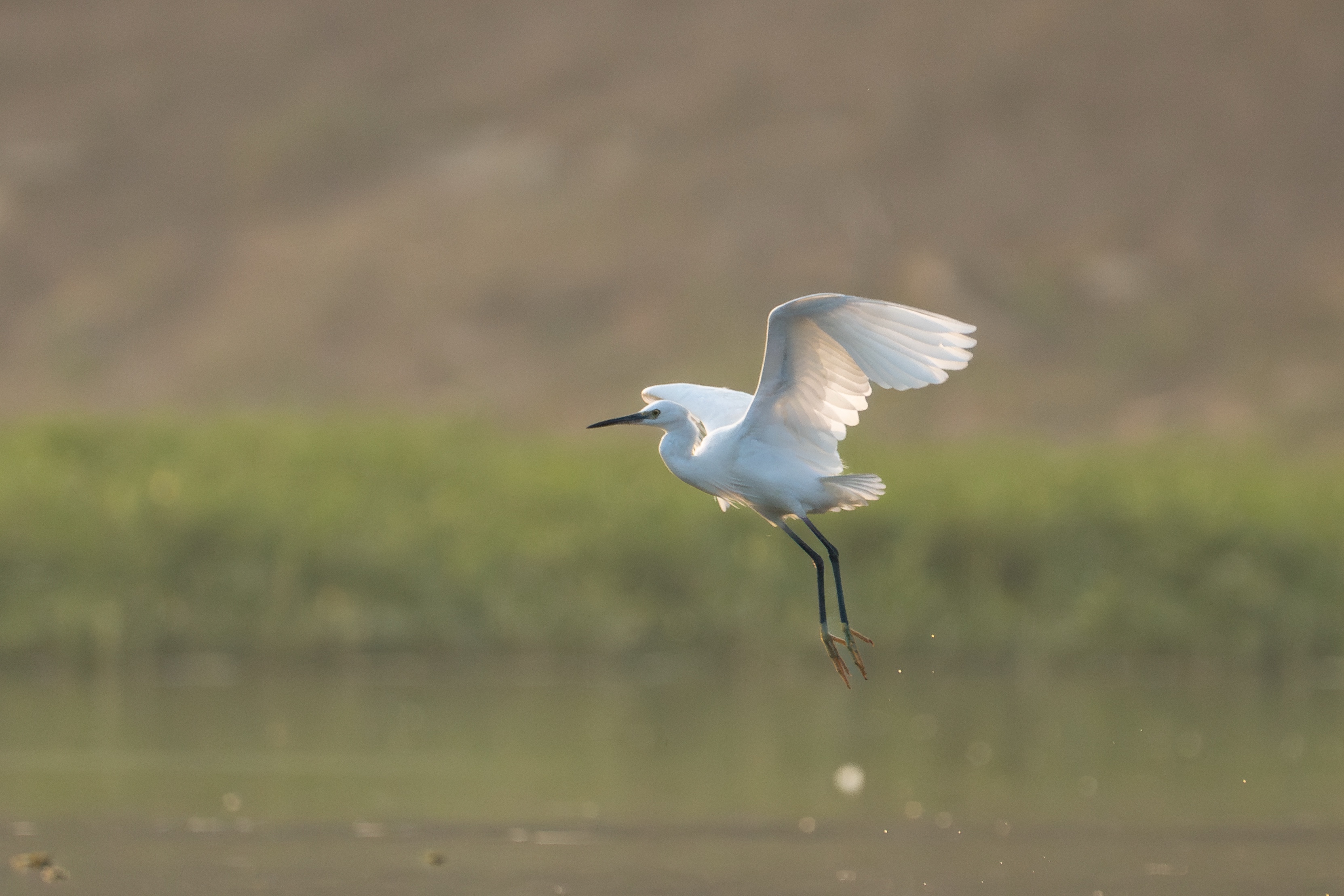A white egret in mid-flight, sunlight glowing through its raised wings, set against blurred green vegetation in the background.